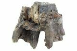 Fossil Woolly Rhino (Coelodonta) Partial Tooth - Siberia #370934-1